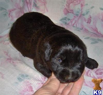 Puppies in OK